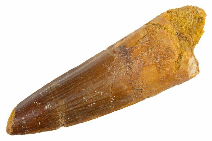 Fossil Spinosaurus Tooth - Real Dinosaur Tooth #305769